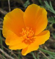 A perennial wildflower with 1- to 3-inch, orange flowers, California Poppies blanket the hillsides March-May. Long, narrow seedpods open abruptly, scattering the seeds some distance.