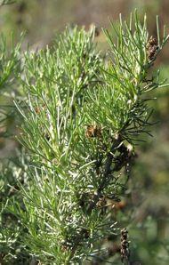 California Sagebrush Artemisia californica This drought-deciduous perennial is a member of the sunflower family.