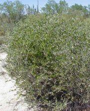 stabilized by its roots. Jojoba Simmondsia chinensis This gray-green shrub is deciduous with persistent leaves, and grows in 4- to10-foot mounds.