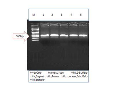 964 INDIAN JOURNAL OF ANIMAL RESEARCH indicating that degradation of DNA during processing of paneer. Our results were in agreement with the earlier observations of Pirondini et al.