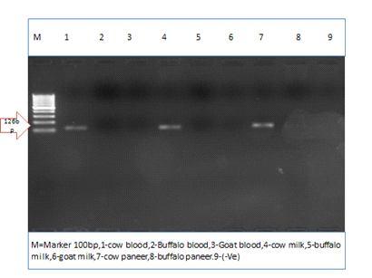 PCR amplification of universal primer using the DNA extracted from paneer: For checking the quality of DNA extracted from paneer samples using DNeasy Mericon food kit, DNA was subjected to PCR