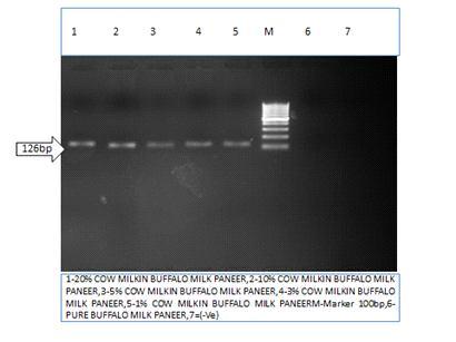 Volume 51 Issue 5 (October 2017) 965 Fig 3: Level of detection of Cow milk in buffalo milk paneer product was obtained with the DNA of pure buffalo milk paneer as well as with paneer that of buffalo