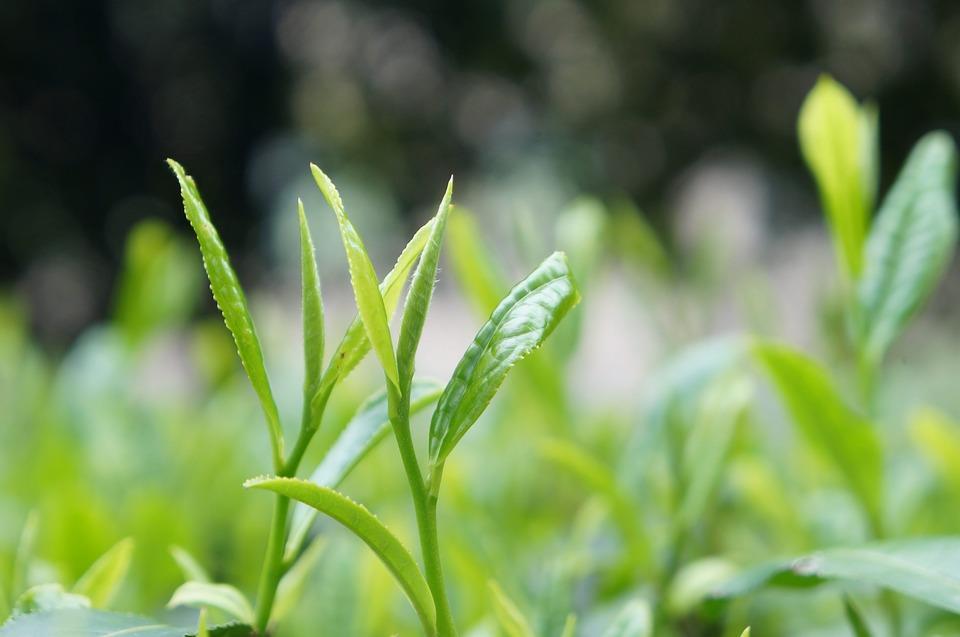 The 4 main types of tea produced by the Camellia Sinensis plant are: White, Green, Oolong and Black.