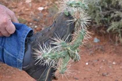 Have treated cactus plants in many locations Blinman in Flinders Ranges (Wheel cactus and thin leaf-prickly Pear) Walkers Flat on River Murray (Hudson Pear) Several other locations near the River