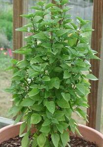 Genovese Herbs Basil Best Basil for Pesto! This Italian variety has tender, fragrant, extra-large dark green leaves and is superb for pesto.