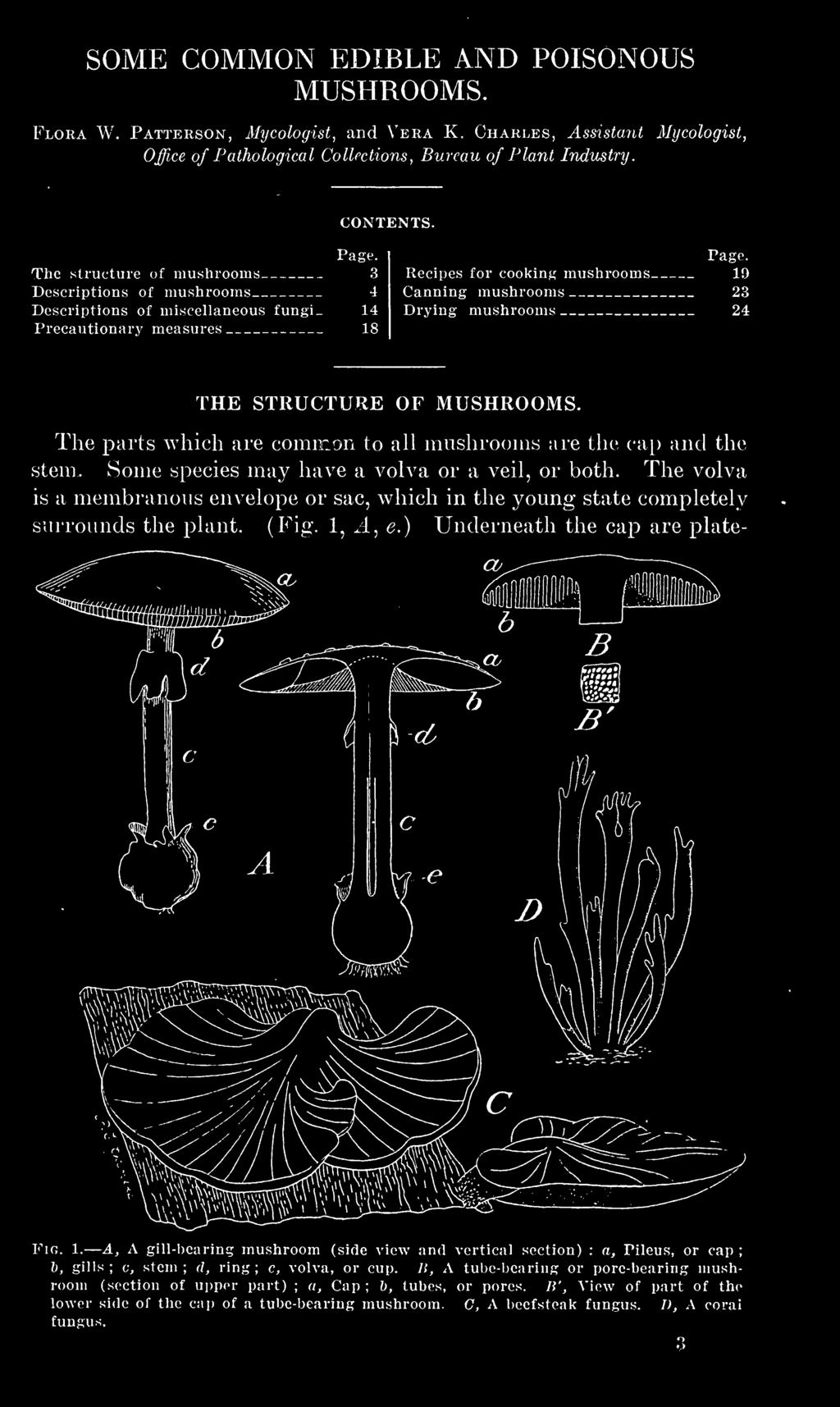 The parts which are common to all mushrooms are the cap and the stem. Some species may have a volva or a veil, or both.