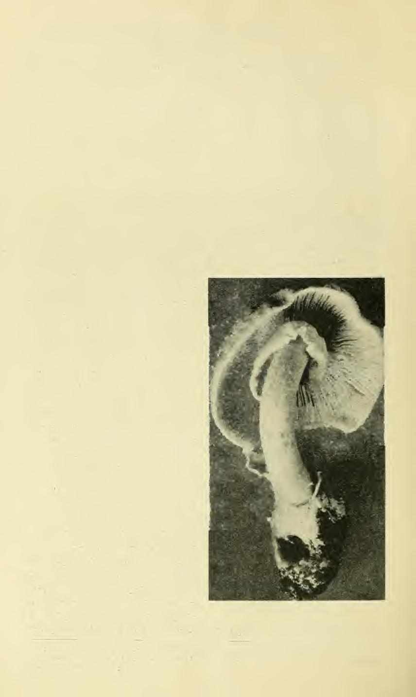 A farmers' BULLETIN 106. like folds, called gills. (Fig. 1, A, h.