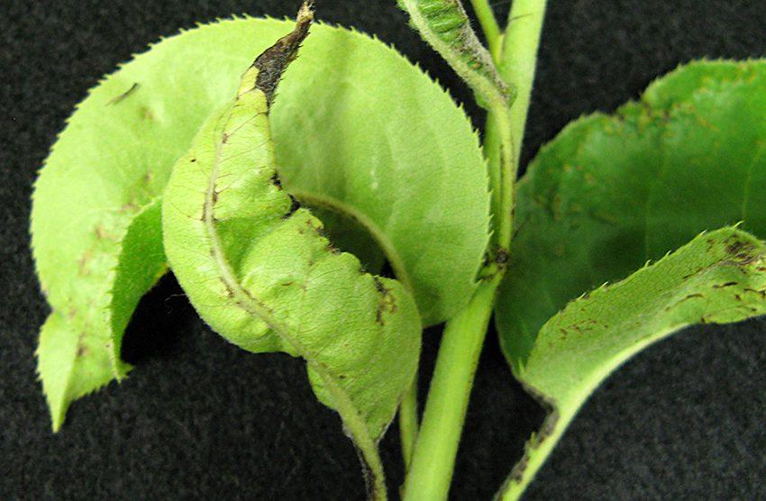 Spider mite feeding on pear can cause the new foliage to emerge deformed and with black lesions.