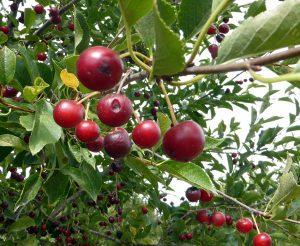 Clean up unharvested fruit to prevent a buildup of cherry fruit fly.