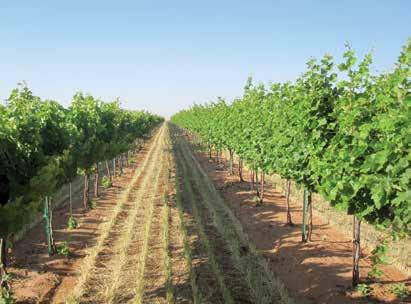 Grapevine Training System Trends in the South While VSP trellises still rule in Texas, other systems have their own advantages By Fritz Westover During the past decade of working as a viticulturist