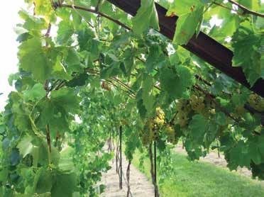 Occasionally, growers also will lament that clusters can become covered by excess leaf layers on the sides of the canopy, which may reduce spray penetration and increase rot susceptibility.