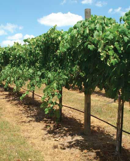 In collaboration with the Texas A&M AgriLife Extension service, owners Louise and Ed Rice of Rolling Hills Vineyard implemented a replicated comparison of their existing VSP system with one modified