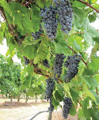 In this case, a four-year evaluation was required to establish how much yield increase could be achieved before negatively impacting fruit quality and vine balance.