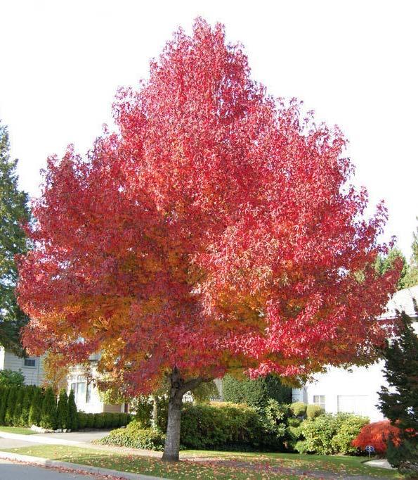 that becomes more rounded with age Showy red-purple fall foliage