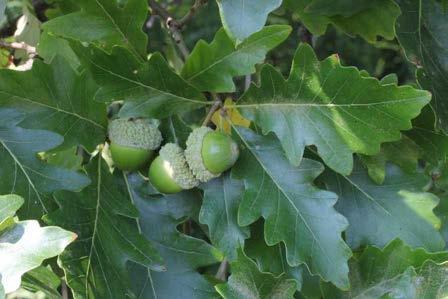 Swamp White Oak Quercus bicolor Height: 50-60 Spread: 50-60 Sun:
