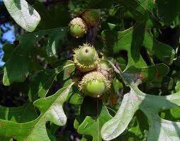 Bur Oak Quercus macrocarpa Height: 60-80 Spread: 60-80 Sun: full