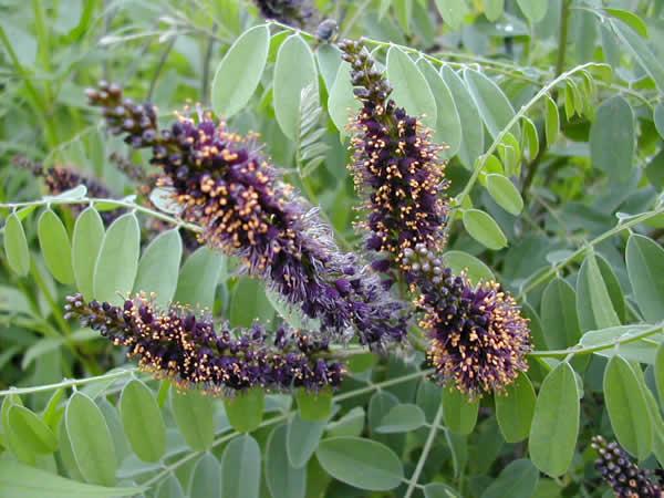 Indigo Bush Amorpha fruticosa Height: 6-10 Spread: 6-15 Sun: Sun