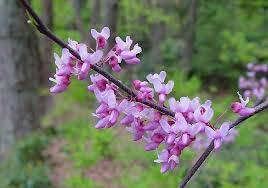 Redbud Cercis canadensis Height: 20-30