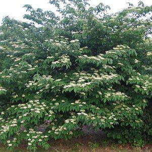 moist to well-drained Also called Alternate Dogwood Small,
