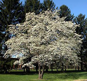 Flowering Dogwood Cornus florida Height: