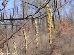 Hazelnut Corylus americana Height: 10-16 Spread: 8-13 Sun: