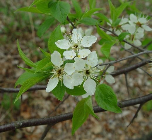 American Plum Prunus americana Height: 15-25 Spread: 15-25