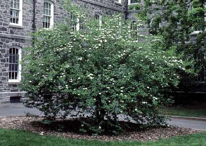 Blackhaw Viburnum Viburnum prunifolium Height: 12-15