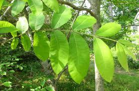 leaves and pecan husks release a substance which