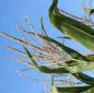 Corn Plant Structures and Functions Tassel: the male part of the corn plant that contains the pollen.