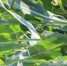 Leaf: a full grown corn plant has 16-19 leaves although 5 leaves fall off by the time the plant tassels.