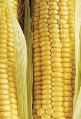 breeding corn Activity 4 Breeding