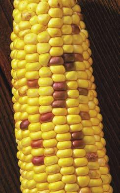 urle-kernelled corn will roduce a