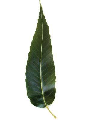 Quercus acutissima Sawtooth Oak Fagaceae Long