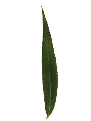 Salix x sepulcralis var.