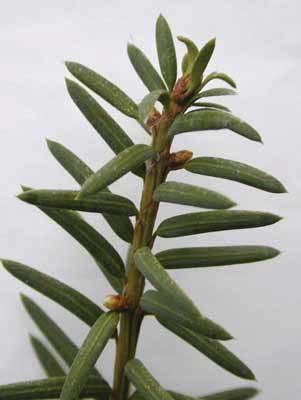 Taxus cuspidata Japanese Yew Taxaceae Lanceolate leaves