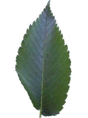 Ulmus americana American Elm Ulmaceae Leaf, one of the largest of all