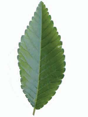 Ulmus parvifolia Lacebark Elm Ulmaceae Unequal leaf base, much