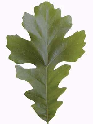 Quercus macrocarpa Bur Oak Fagaceae Acorn very large and with frills at edge