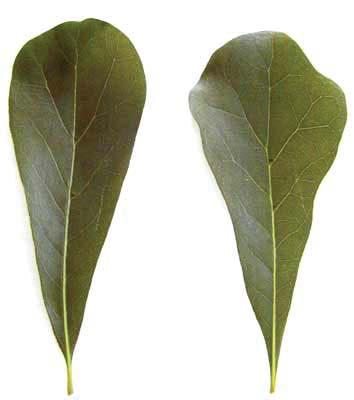 Quercus nigra Water Oak Fagaceae Two different