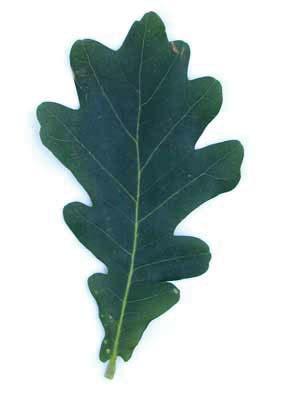 Quercus robur English Oak Fagaceae Auriculate leaf