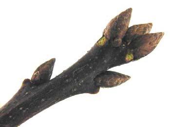 3-6 wide, 7-11 lobes Oak wilt, bacterial leaf