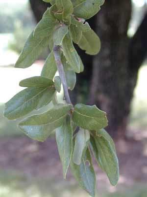 Quercus virginiana Live Oak Fagaceae Acorns long stalked;