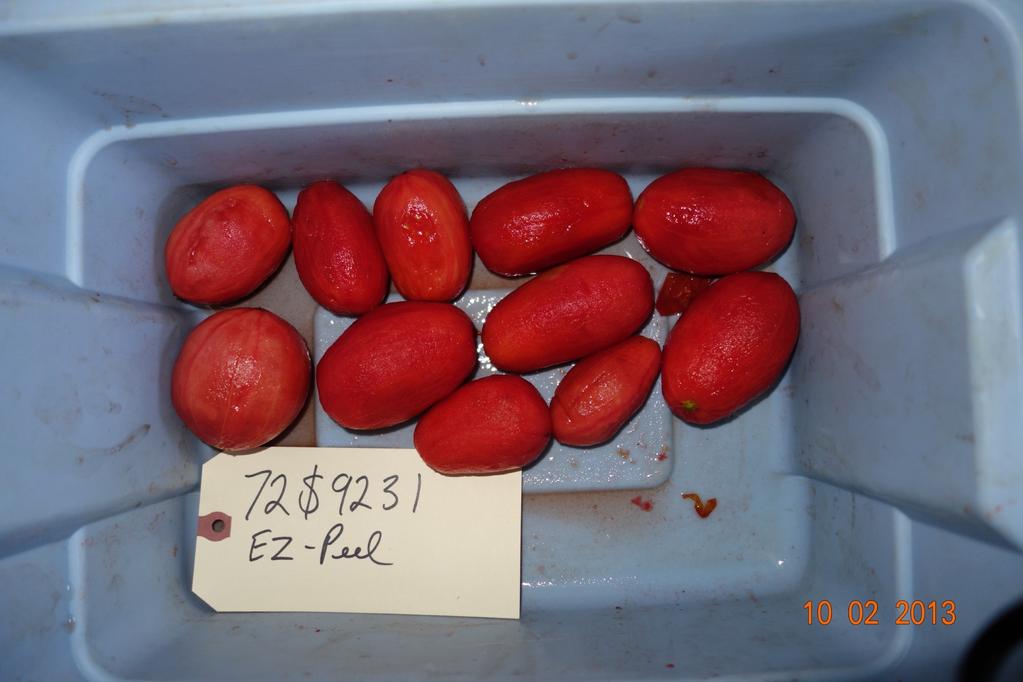 EXAMPLE OF AN EZPEEL BREEDING LINE WITH FIRMNESS AND LARGER FRUIT SIZE PEELED FOR 30 SECONDS IN 18% LYE SOLUTION @ 95 C.