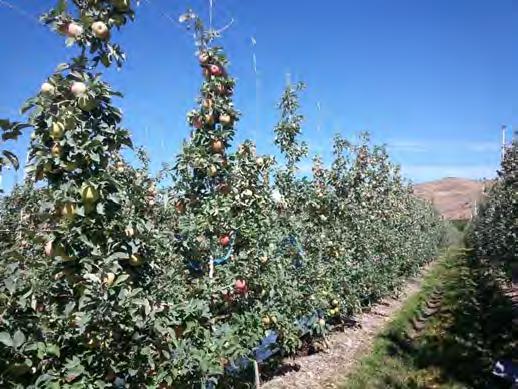 LOAD as fruit per tree range