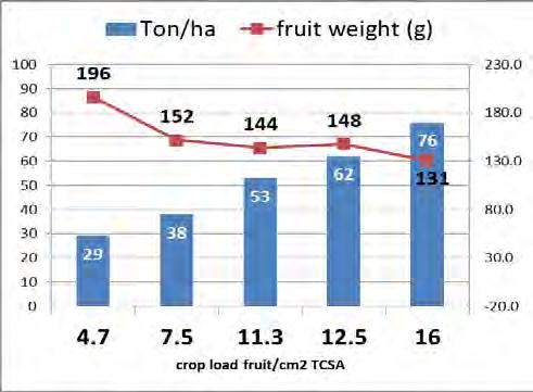 fruit/tcsa cm 2 30-40 4.