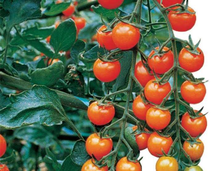 Sungold Hybrid Tomato 57 Days (TSWV) A positively luscious, bite-size, golden beauty overflowing with an abundance of fruits - thin-skinned, with a juicy flesh that holds its oh-so-sweet,