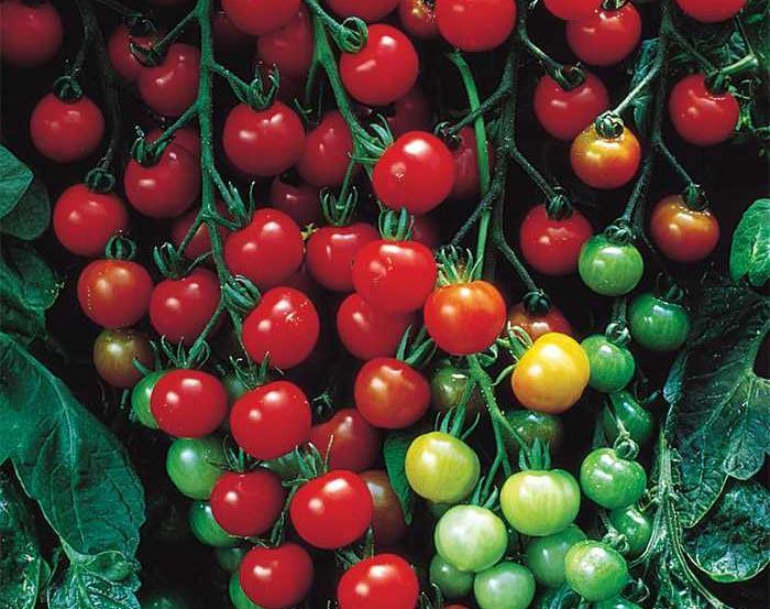 Supersweet 100 Tomato 65 Days (VF) Staked hybrid plants produce long strands of 100 or more super-sweet cherry tomatoes, weighing about 1 oz.