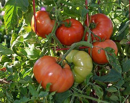 Tycoon Tomato Texas Superstar Declared a Texas Superstar plant by Texas A&M University, this determinate variety produces an abundance of