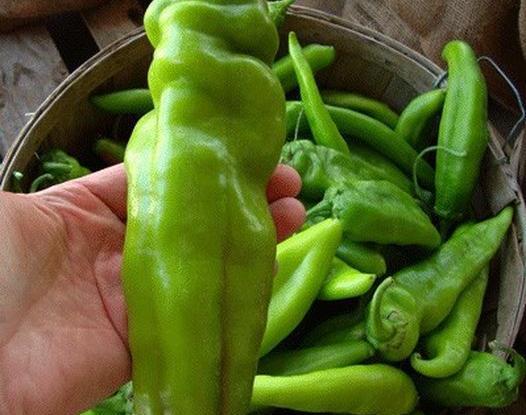 Hatch Chile Pepper Big Jim Great flavor in a mildly hot green pepper.