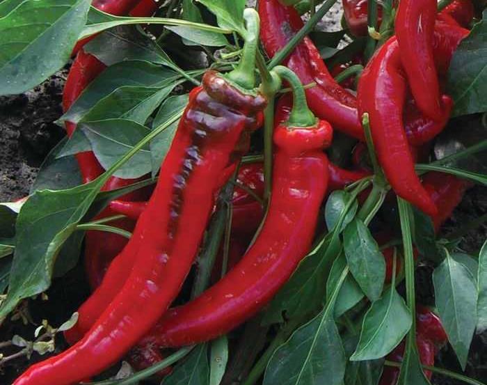 Jimmy Nardello Pepper 80-90 days A sweet frying pepper, with long, 8 to 10" fruits, that are mild, sweet, and just a little spicy.